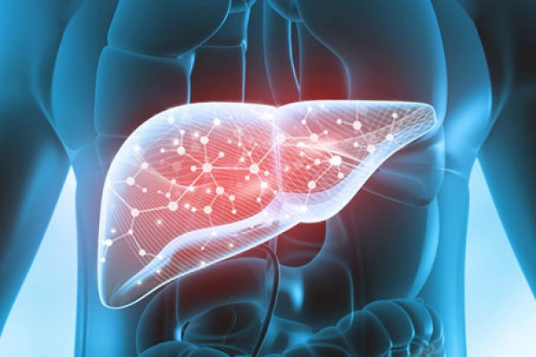 Karaciğer Sirozuna Neler Etkendir? Belirtileri, Tanısı ve Tedavisi